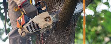 Best Hazardous Tree Removal  in North Las Vegas, NV